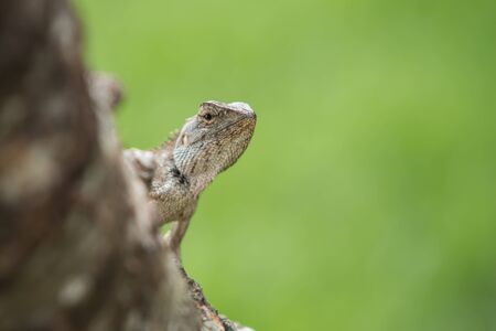 Macro lizard on tree with green nature background