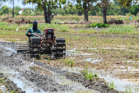 Thai farmer on small tractor in rice farm, Thailandの写真素材