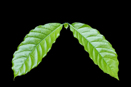 Fresh green coffee tree leaf isolated on white background.