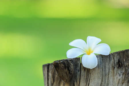 White and yellow tropical flowers, Frangipani, Plumeria on wood logの写真素材