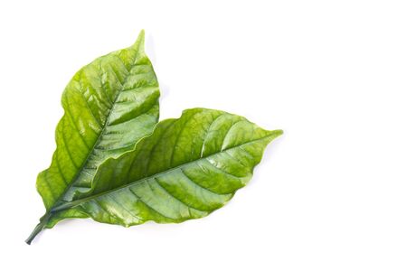 Top view green coffee tree leaf isolated on white backgroundの写真素材
