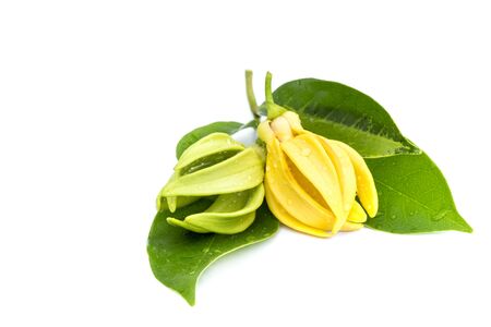 Macro green Ylang-Ylang flower on white backgroundの写真素材