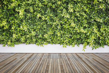 Old hardwood decking or flooring and plant in garden decorativeの写真素材