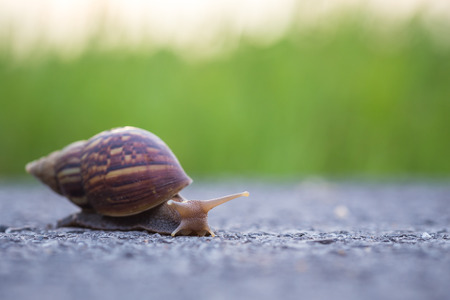 Close up snail walking on the stone roadの写真素材