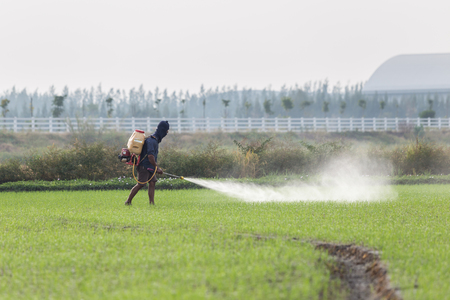 Thai farmer spraying chemical to green young rice fieldの写真素材