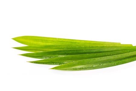 Fresh green pandanus leaf. Studio shot isolated on white backgroundの写真素材