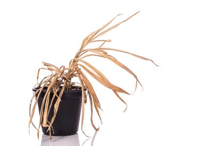 Yellow dead plant (Pandanus) in potted. Studio shot isolated on white backgroundの写真素材