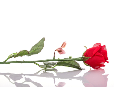 Red of artificial flower. Studio shot isolated on white backgroundの写真素材