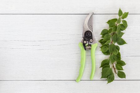 New green secateurs on white wooden background. Top viewの写真素材