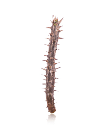 Dry branch of crown of thorns (Euphorbia milii) without leaf. Studio shot isolated on white backgroundの写真素材