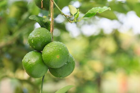 Close up fresh green lemon with water drop on tree and green blur background