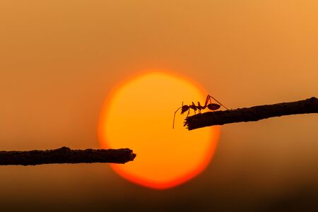 Macro silhouette red ant walking on tree branch and sunset backgroundの写真素材