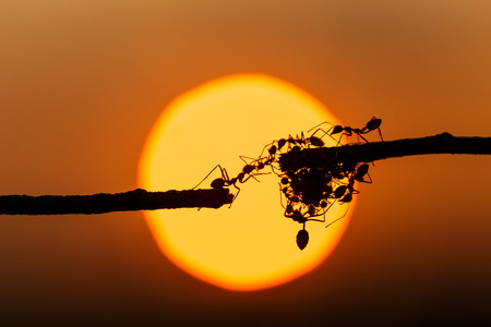 Macro silhouette red ant walking on tree branch and sunset backgroundの写真素材