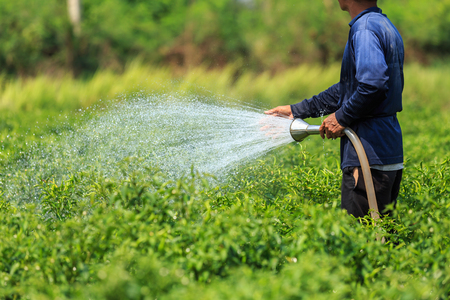 Thai man watering the young chilli plant in farmの写真素材