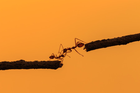 Macro silhouette red ant walking on tree branch and sunset backgroundの写真素材