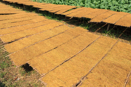 Drying tobacco leaves to the sun and view of tobacco plant in Thailandの写真素材
