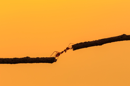 Macro silhouette red ant walking on tree branch and sunset backgroundの写真素材