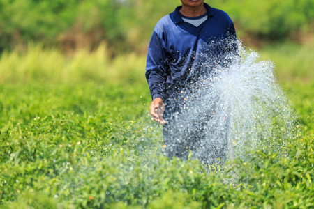 Thai man watering the young chilli plant in farmの写真素材