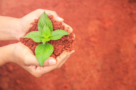 Close up hands of people holding soil and young plant. Ecology and growing plant conceptの写真素材