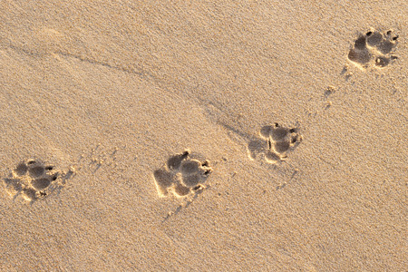 Photo of dog (animal) footprint on the tropical beachの写真素材
