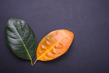 Different color and age of leaves of the jackfruit tree leaves from fresh green to dry brown on black stone background. For environment changed concept. Top viewの写真素材