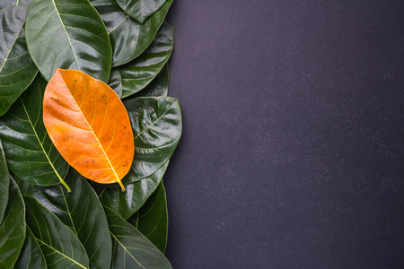 Different color and of the jackfruit tree leaves dark green and yellow on black stone background. For environment changed concept. Top viewの写真素材