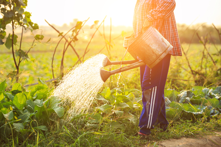 Local Thai farmer or gardener watering in vegetable farm with watering can and view of sunset effect backgroundの写真素材