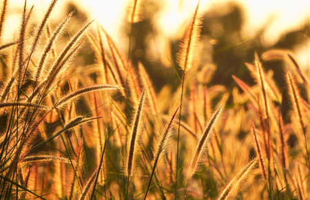 Beautiful white grass flowers in sunrise time on blur and nature bokeh background, Nature and...