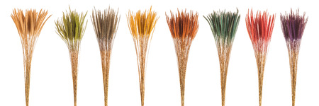 Dry color grass flower for interior decoration. Studio shot and isolated on white backgroundの写真素材