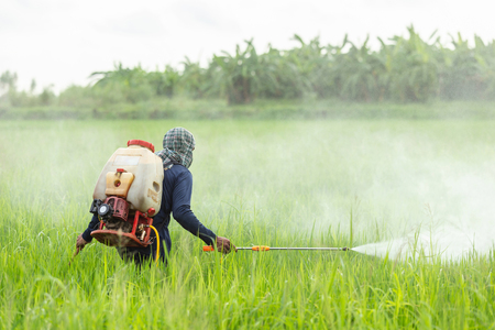 Thai farmer with machine and spraying chemical to young green rice fieldの写真素材
