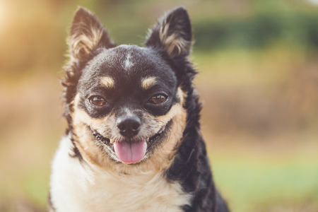 Close up headshot of cute Chihuahua dog on blur backgroundの写真素材