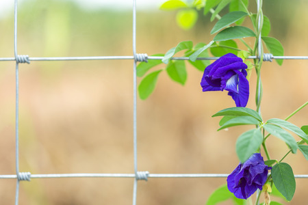 Macro fresh purple Butterfly pea flower growing on metal wire fenceの写真素材