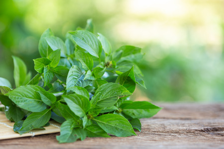 Close up fresh green basil leaf on wooden table background. Food conceptの写真素材