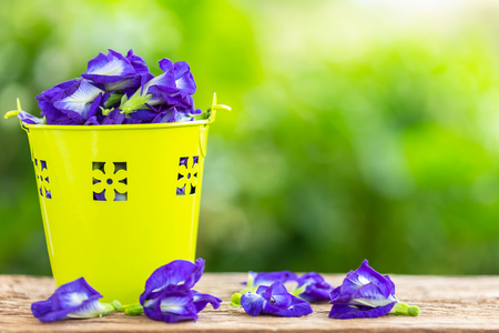 Fresh purple Butterfly pea flower on wooden table background with green blur light space background for text, design, photo montage or advertisingの写真素材