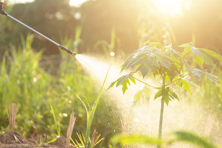 People spraying water or fertilizer to young papaya tree in garden. Shoot in morning time with sunlight effectの写真素材