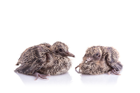 Top view two of baby birds on white backgroundの写真素材