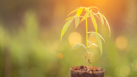 Green fresh of marijuana tree in garden bag with morning sunlight and copy space