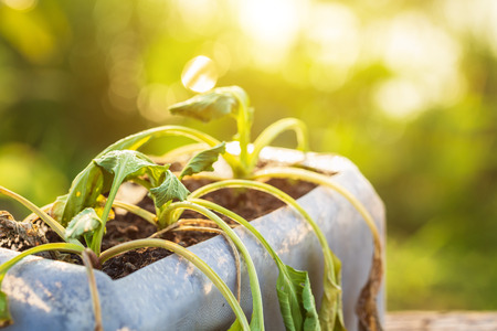Plastic recycle concept : Dead plant or vegetable in plastic bottle on wooden table with sunlight in...