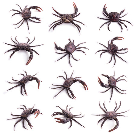 Set of several black crab isolated on white backgroundの写真素材