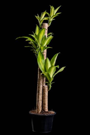 Dracaena tree or Dracaena fragrans in black plastic pot studio shot and isolated on black backgroundの写真素材