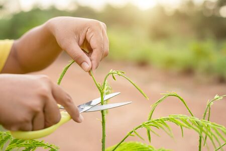 Close up hand holding scissor and cutting green young top of senegalia pennata, Climbing Wattle, Acacia or Cha-om in Thai nameの写真素材