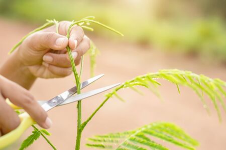 Close up hand holding scissor and cutting green young top of senegalia pennata, Climbing Wattle,...