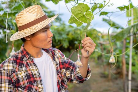 Young Asian farmer checking his plant or vegetable (Luffa cylindrica). Young smart farmer conceptの写真素材