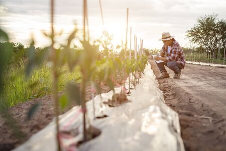 Young Asian farmer holding notebook and checking his plant or vegetable (Chilli tree). Young smart farmer conceptの写真素材