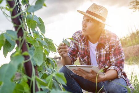 Young Asian farmer using tablet and checking his plant or vegetable (Asparagus bean or Cowpea). Technology with Smart farmer conceptの写真素材
