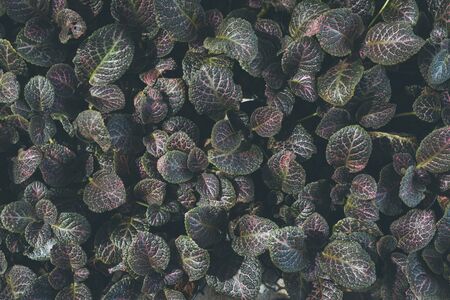 Top view of leaf small plant in garden. For texture and background conceptの写真素材