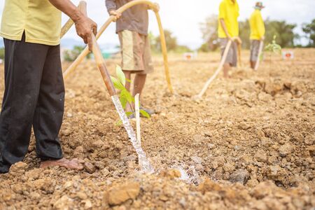 Group of Thai people planting the tree for celebrate King birthday of Thailandの写真素材