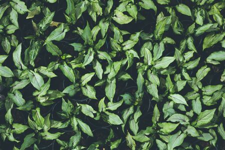 Top view of leaf small plant in garden. For texture and background concept