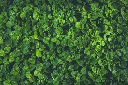 Top view of leaf small plant in garden. For texture and background conceptの写真素材