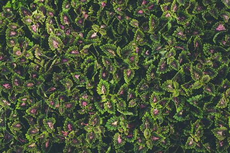 Top view of leaf small plant in garden. For texture and background conceptの写真素材